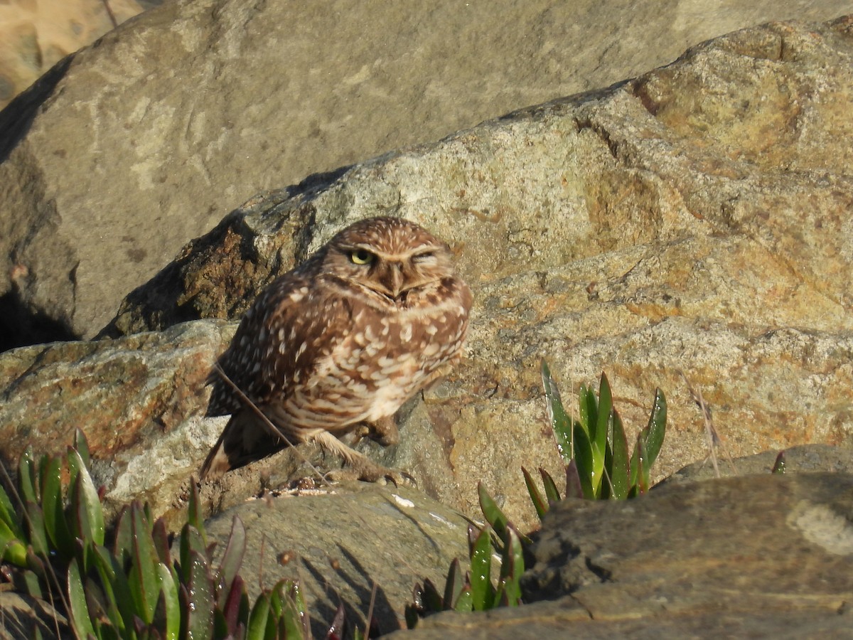 Burrowing Owl - ML644969607