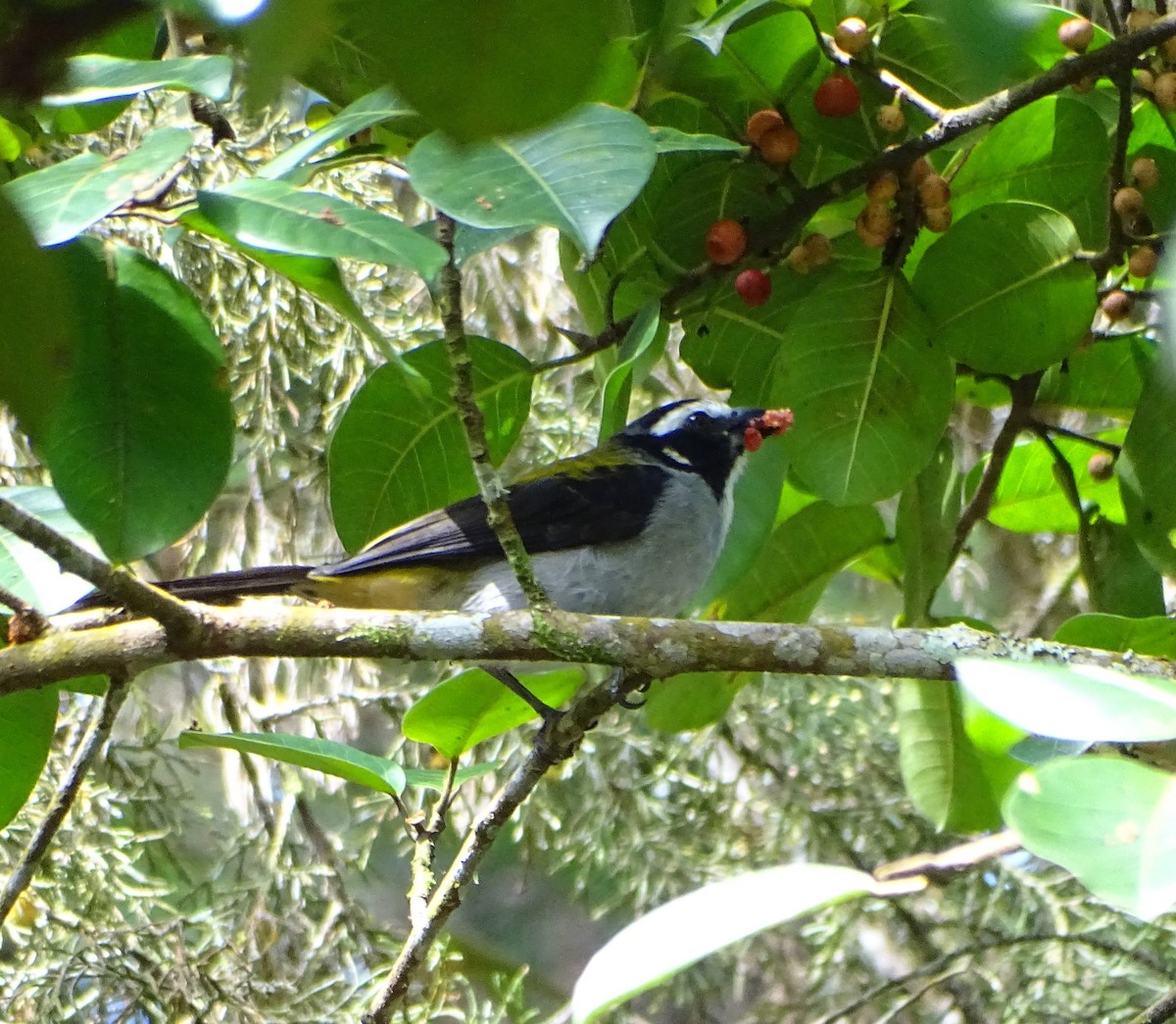 Black-winged Saltator - ML644969629