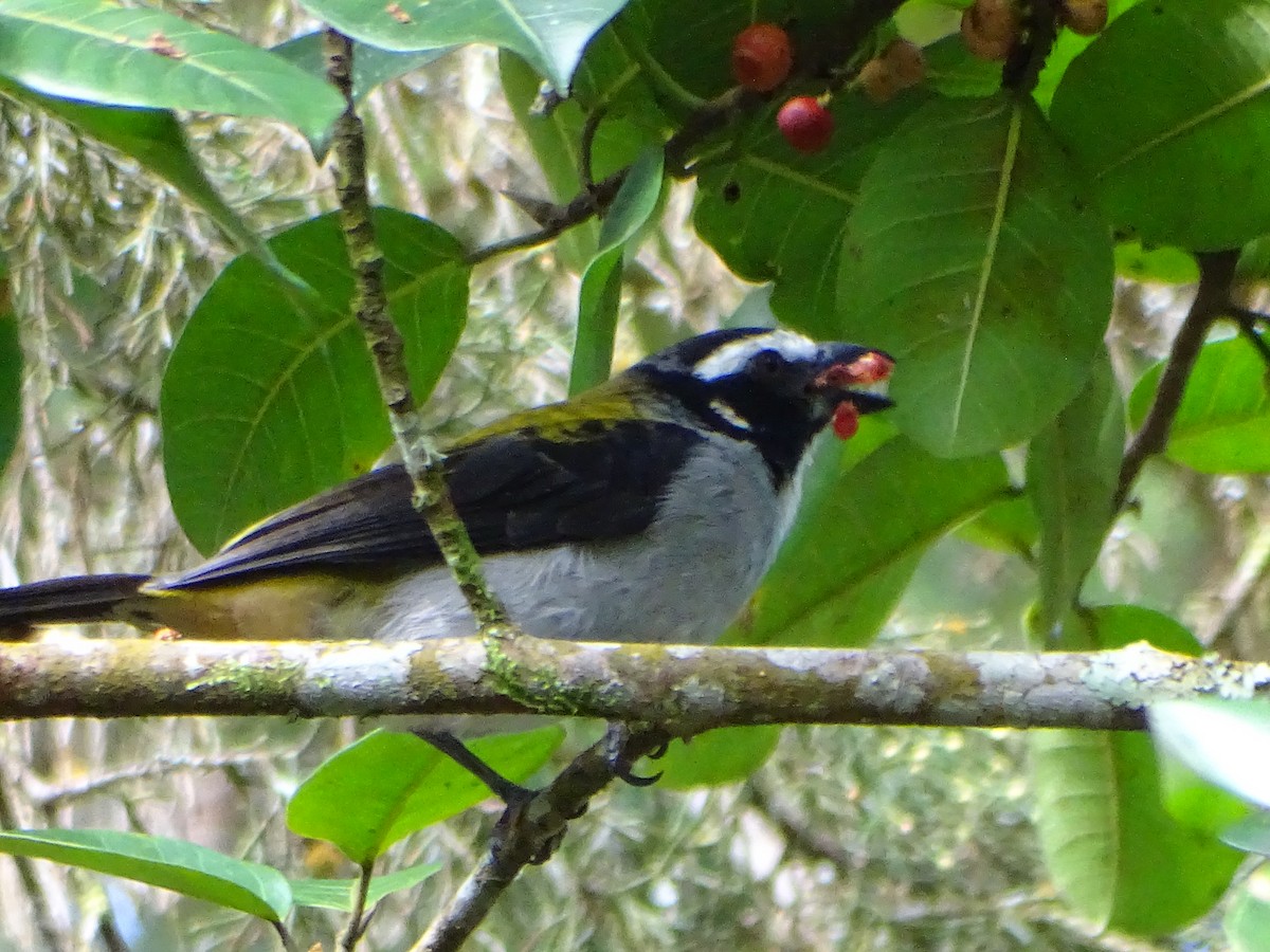Black-winged Saltator - ML644969631