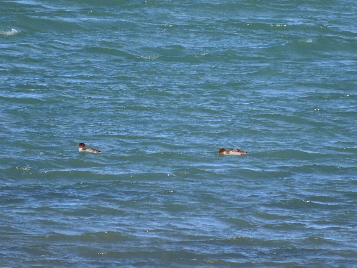 川秋沙 - ML644969656