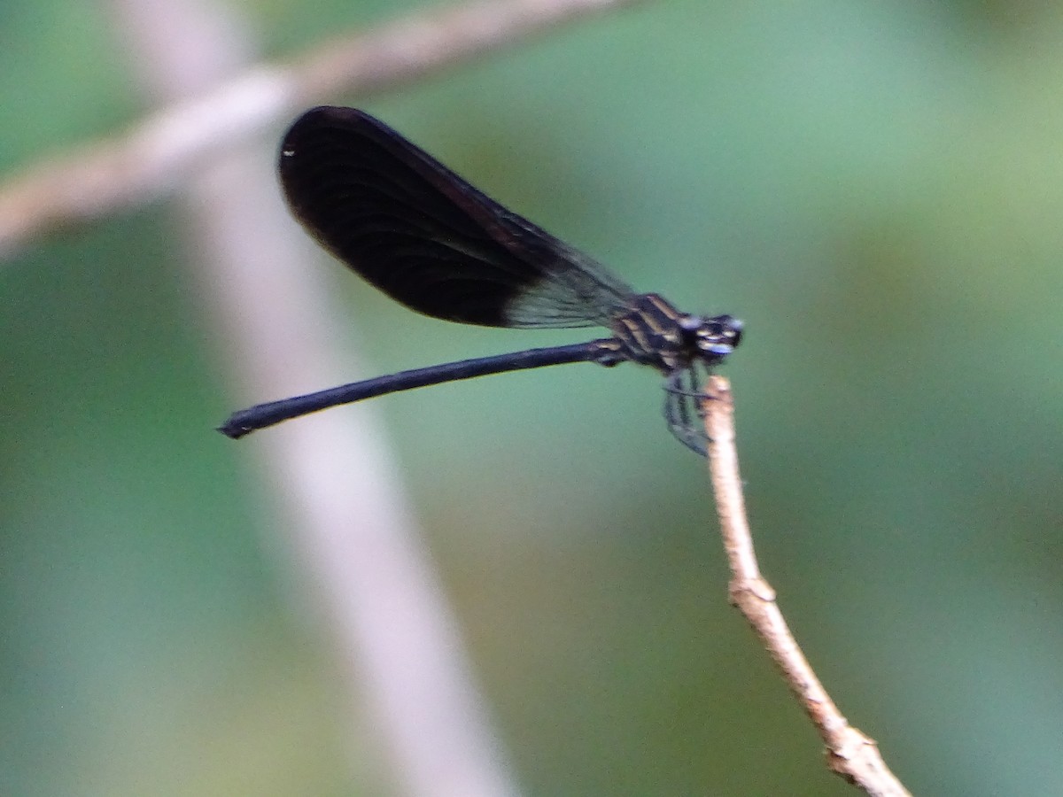 Animals - ML644969663