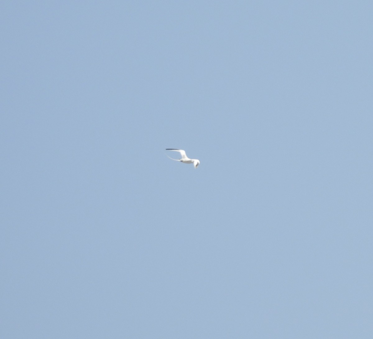 Red-billed Tropicbird - ML644969667