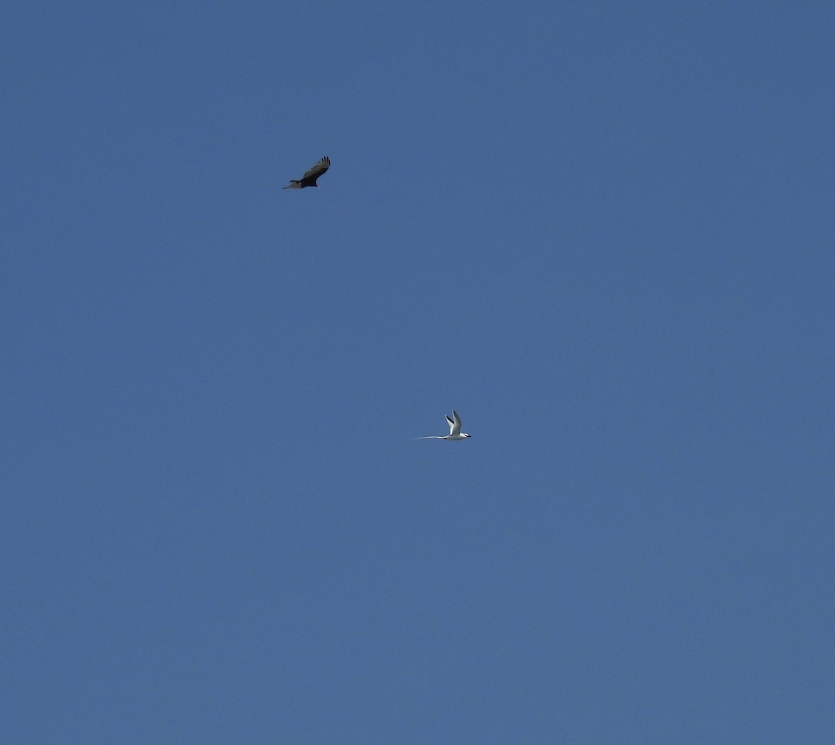 Red-billed Tropicbird - ML644969668
