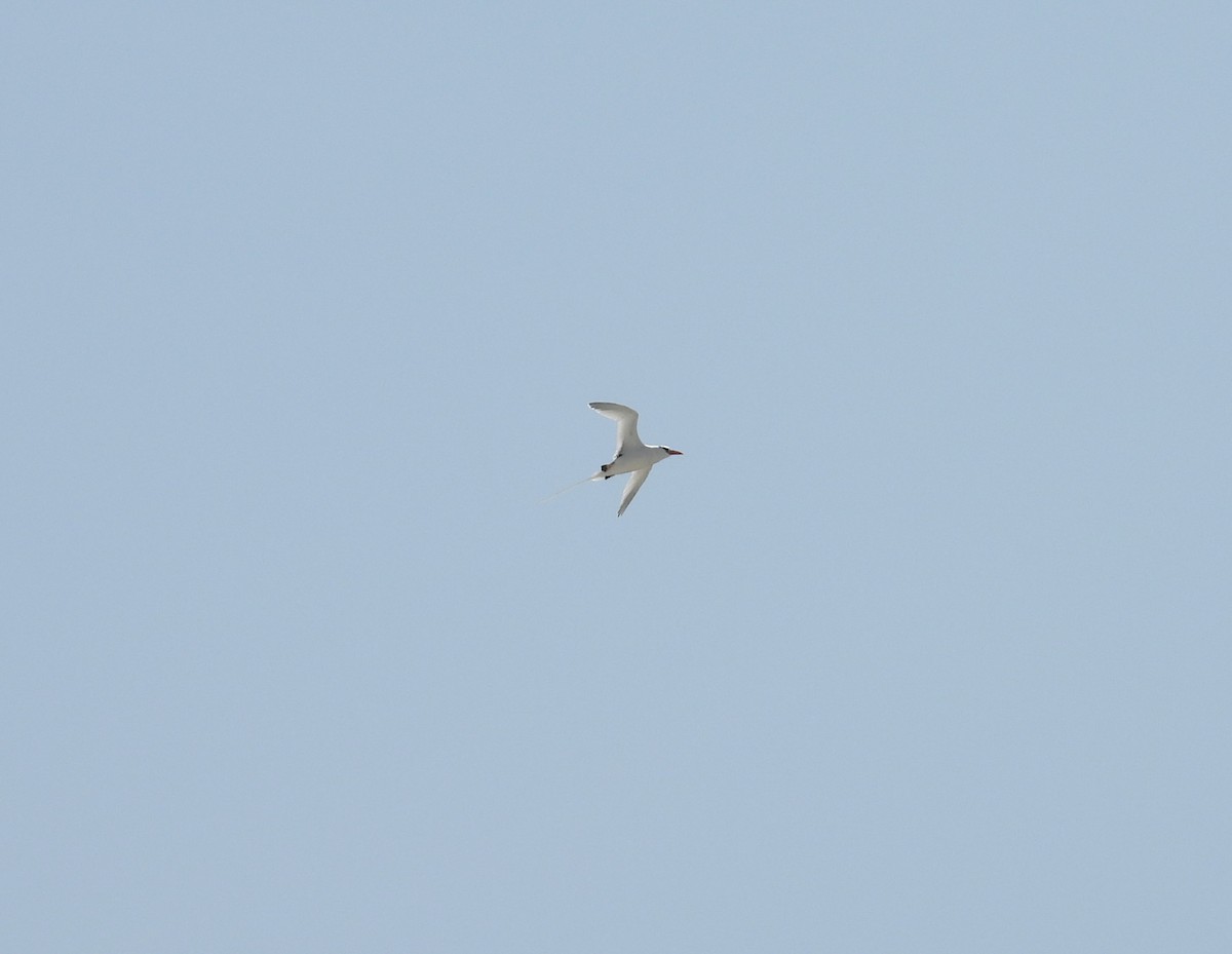 Red-billed Tropicbird - ML644969669