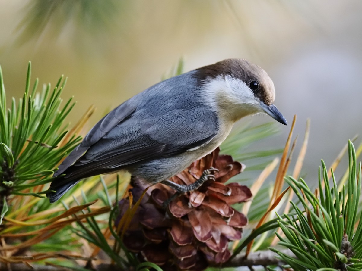 Буроголовый поползень - ML644969679