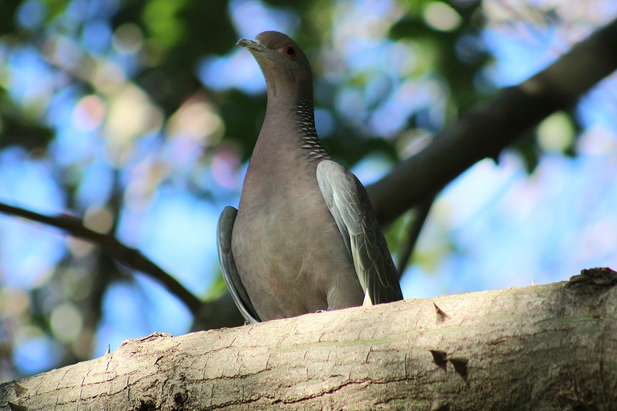 アカメバト - ML644969680