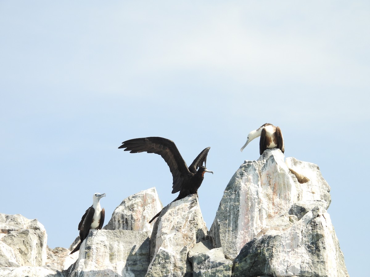 Magnificent Frigatebird - ML644969684