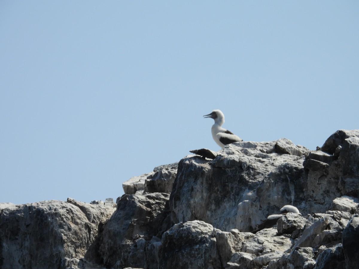 Masked Booby - ML644969694