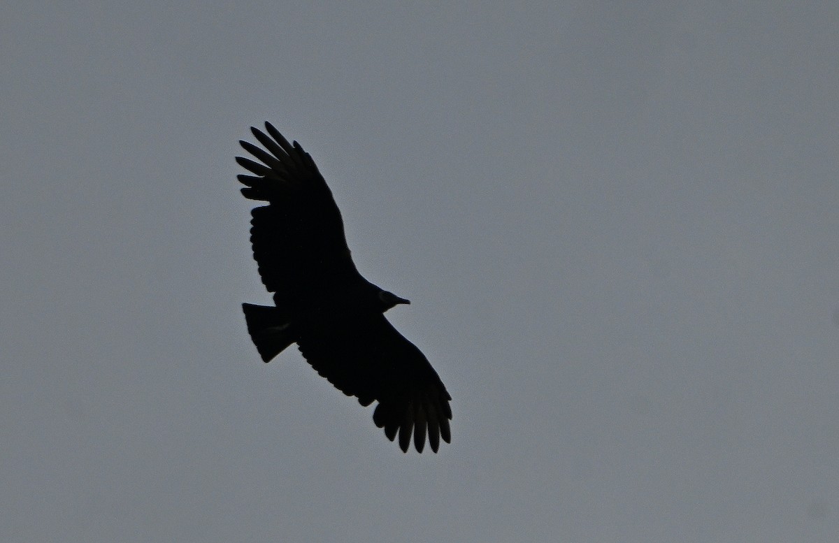 Black Vulture - ML644969713