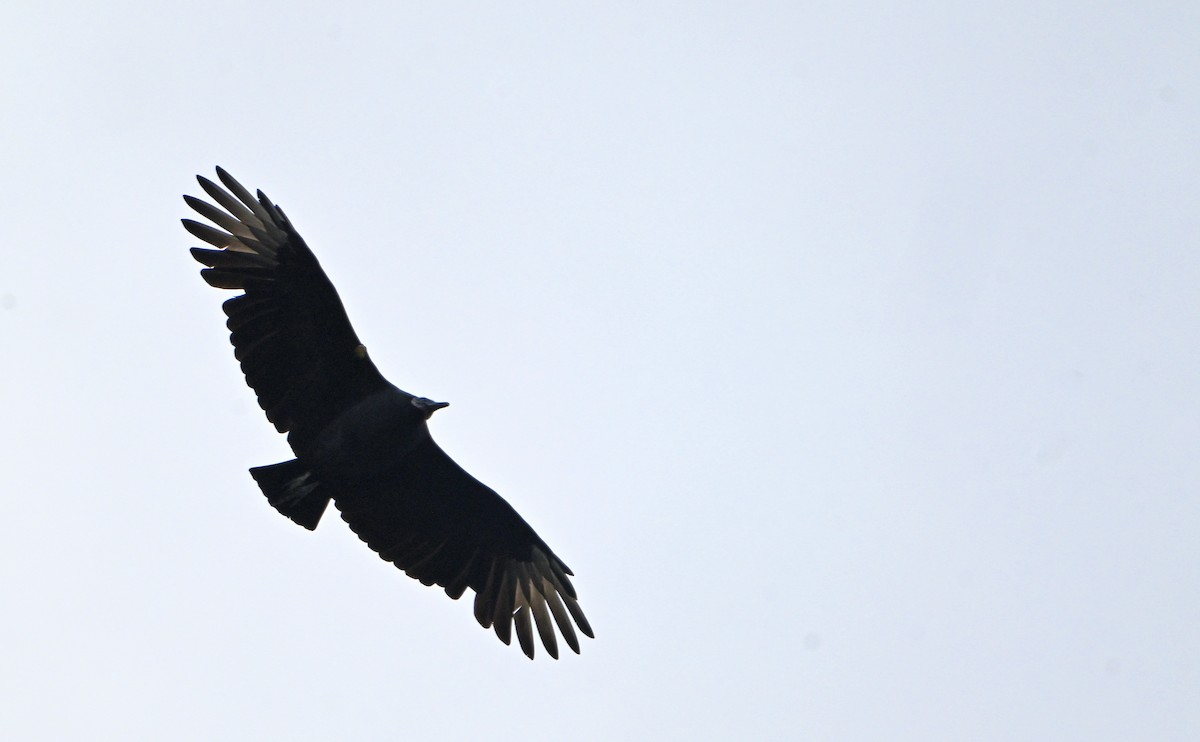 Black Vulture - ML644969714