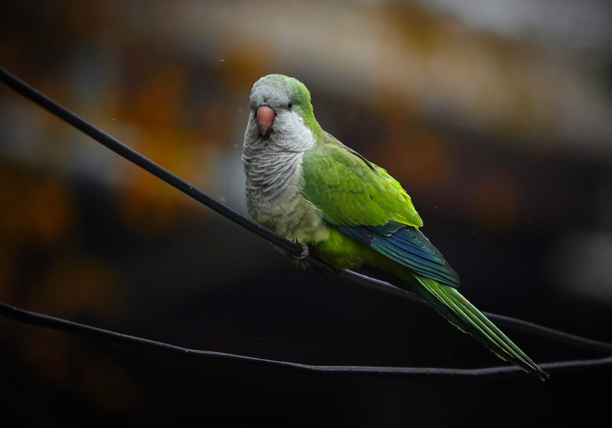 Monk Parakeet - ML644969722
