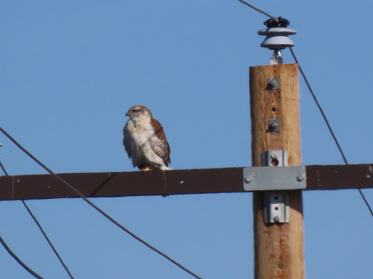 Ferruginous Hawk - ML644969747