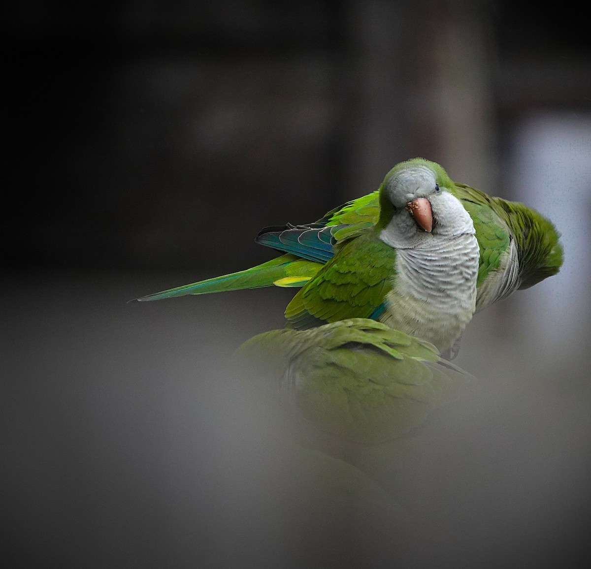 Monk Parakeet - ML644969749