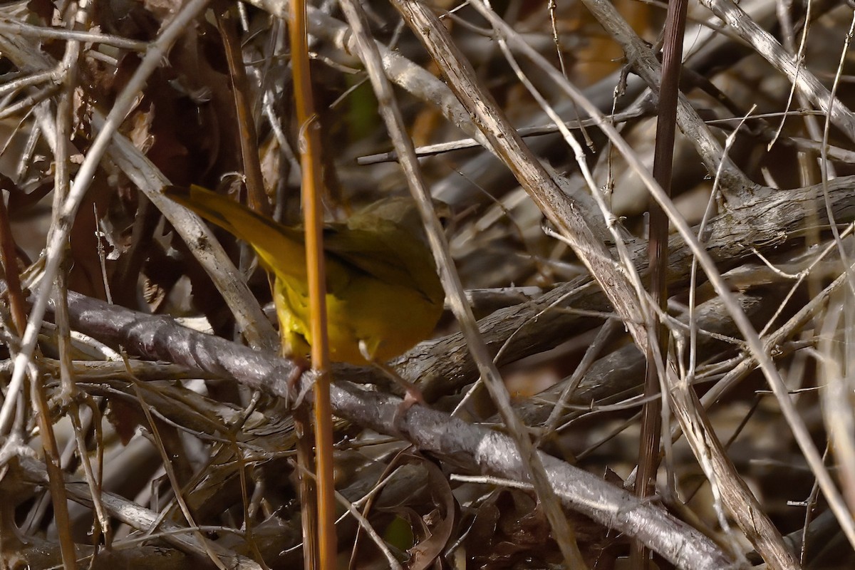 MacGillivray's Warbler - ML644969781