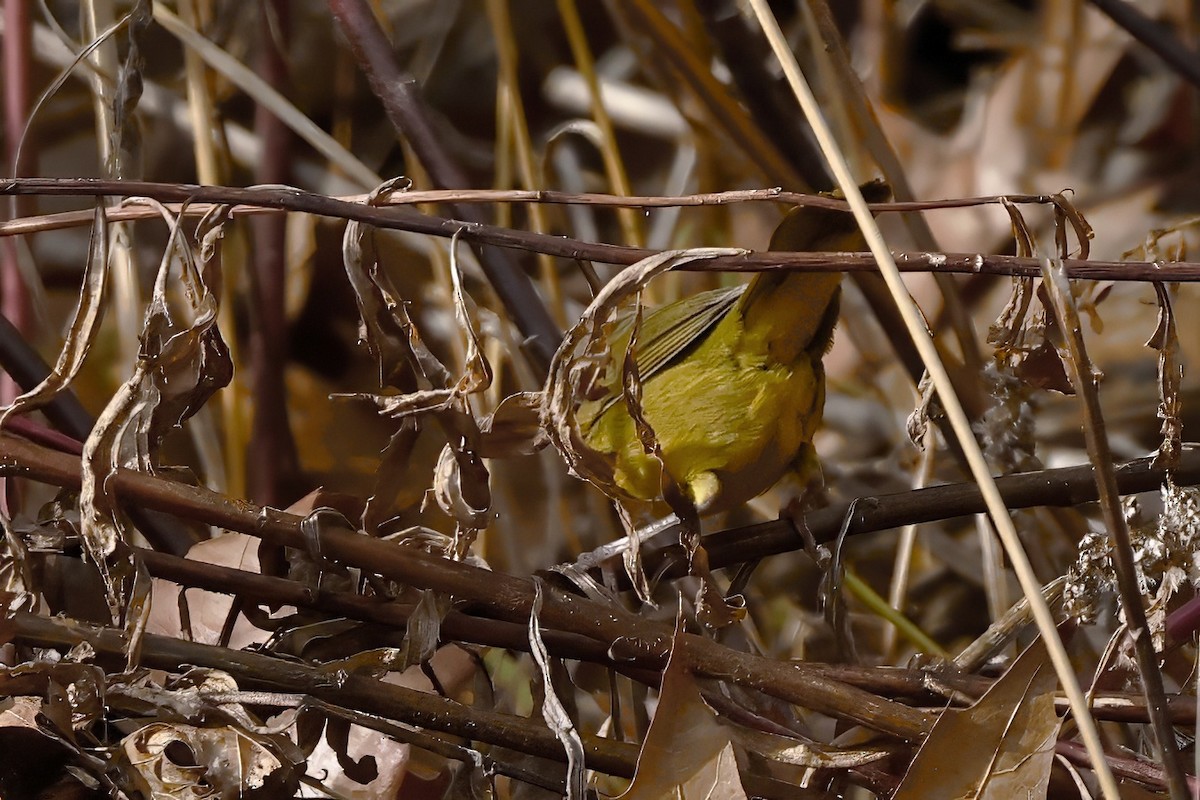 MacGillivray's Warbler - ML644969783