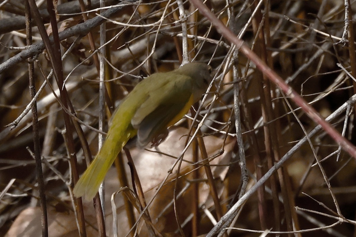 MacGillivray's Warbler - ML644969787