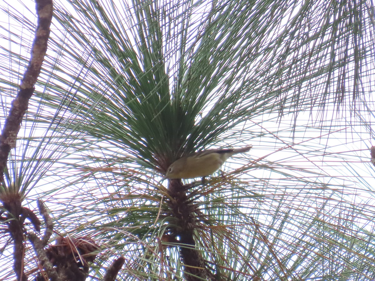 Pine Warbler - ML644969792