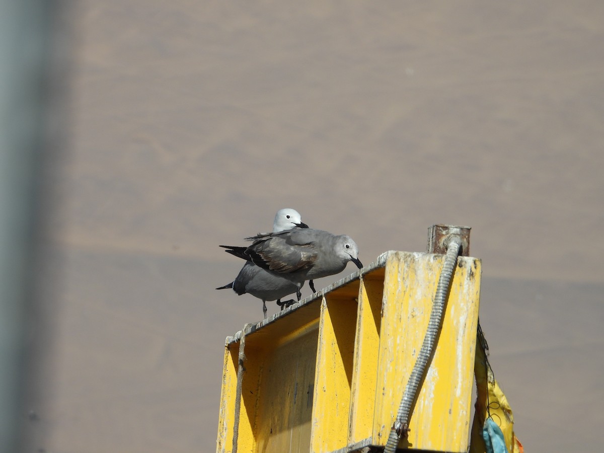 racek tmavý - ML644969830