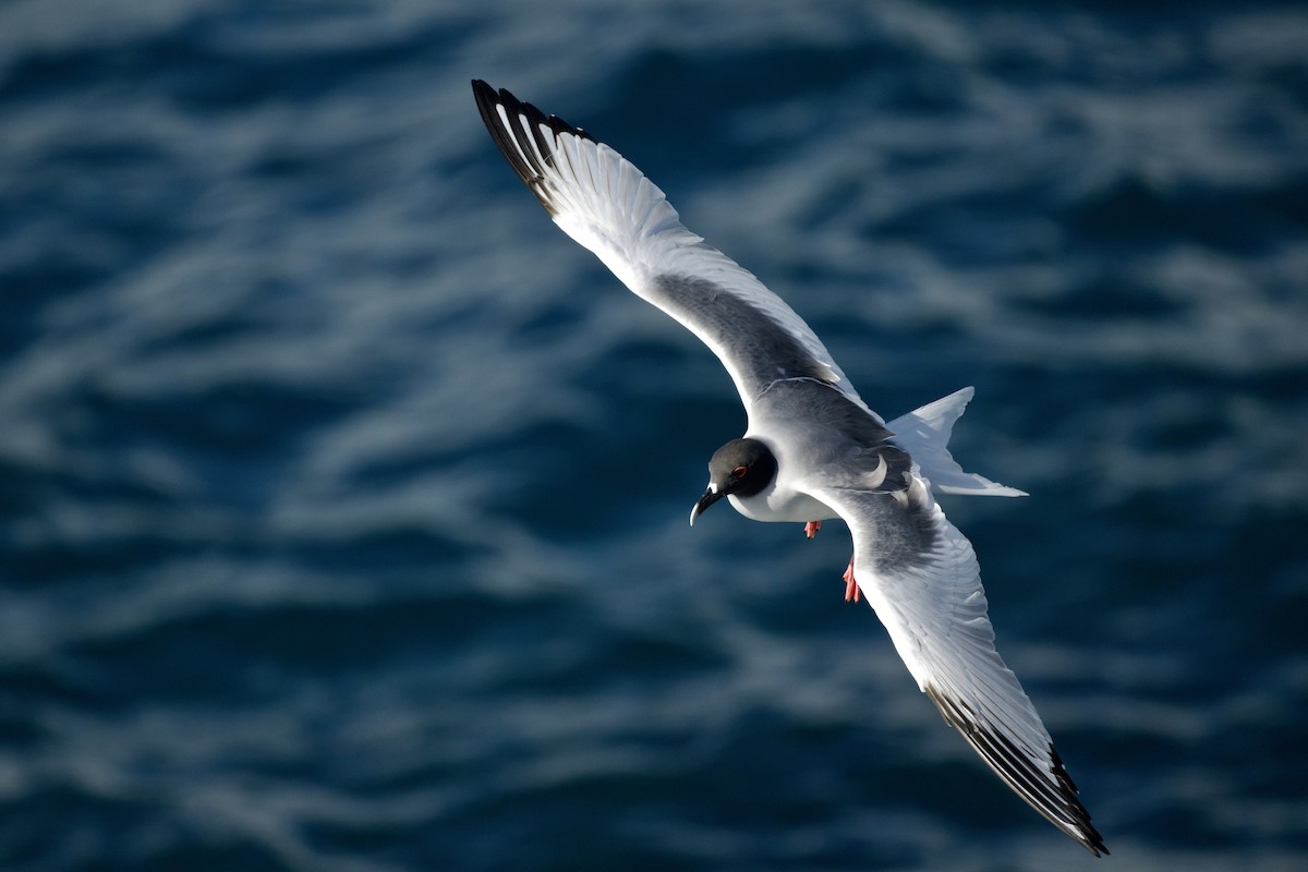 Gaviota Tijereta - ML644969888