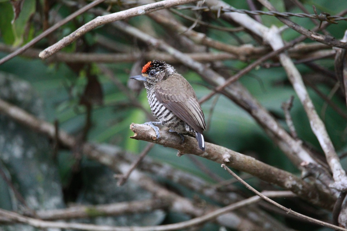 Carpinterito Variable - ML644969890