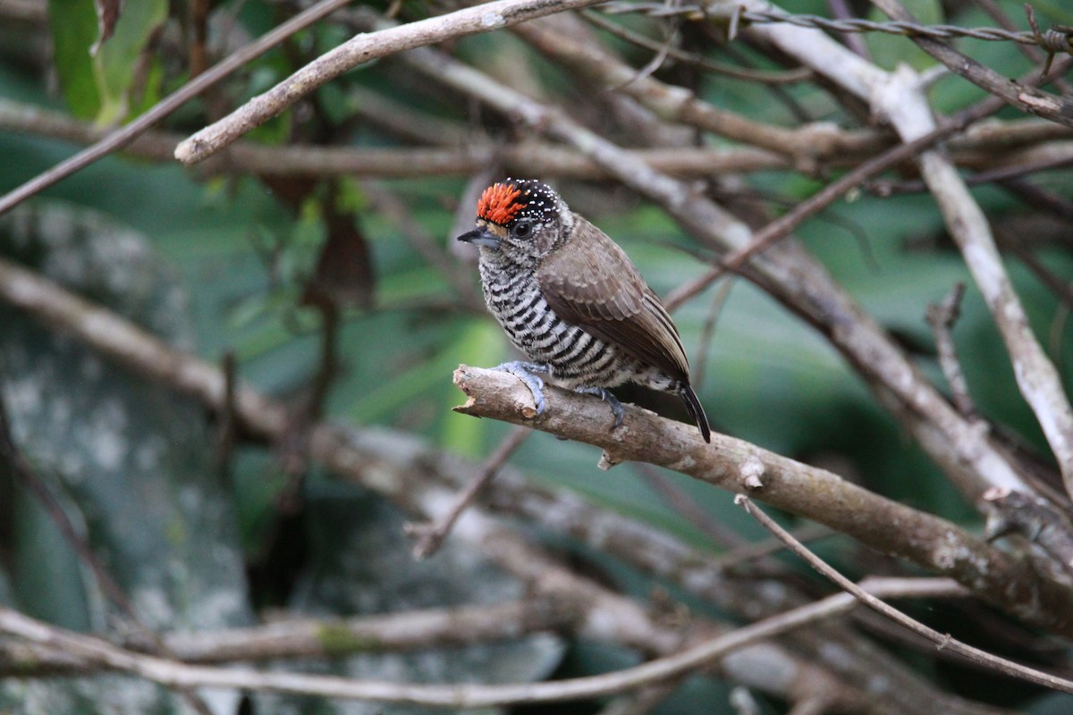 Carpinterito Variable - ML644969891