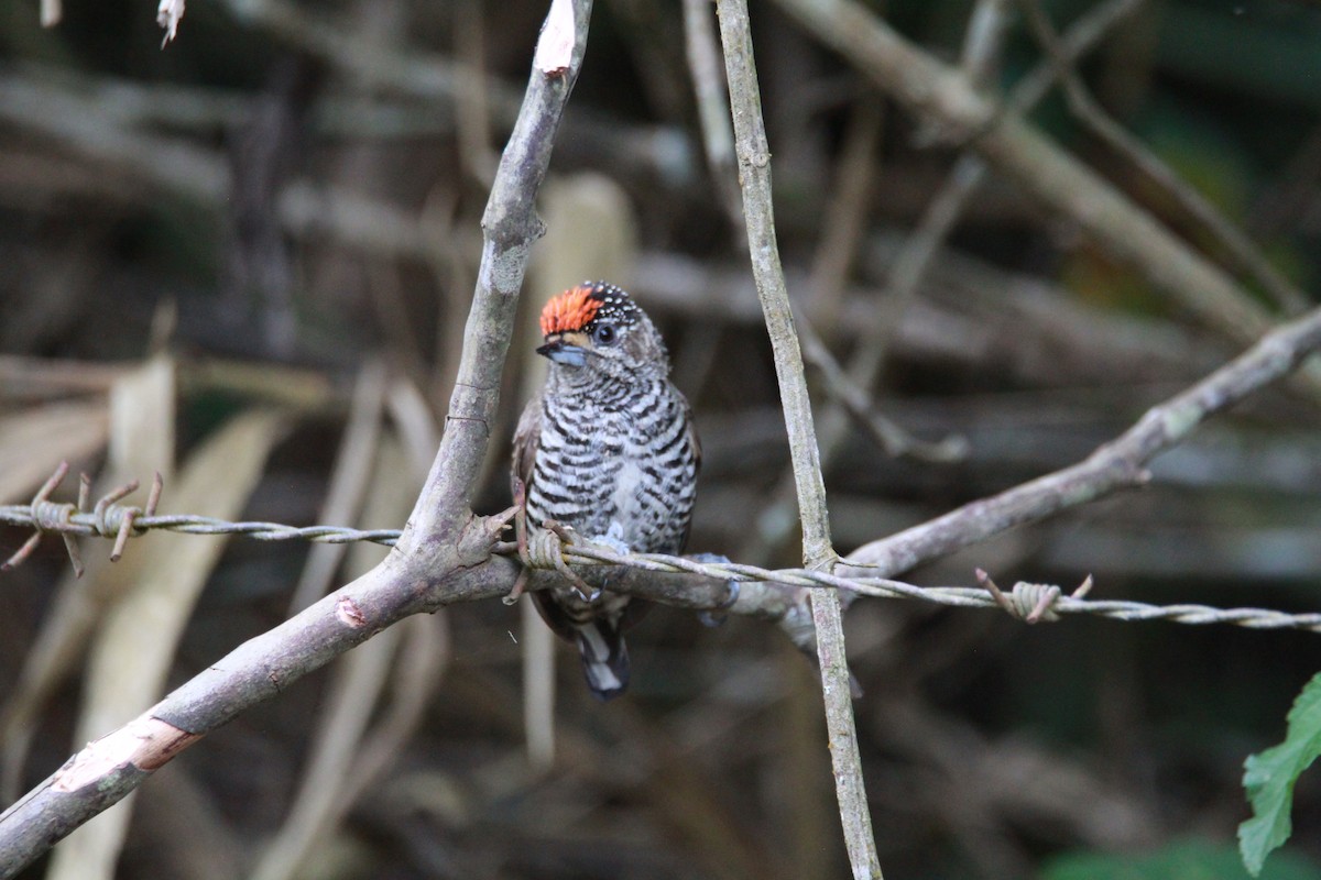 Carpinterito Variable - ML644969892