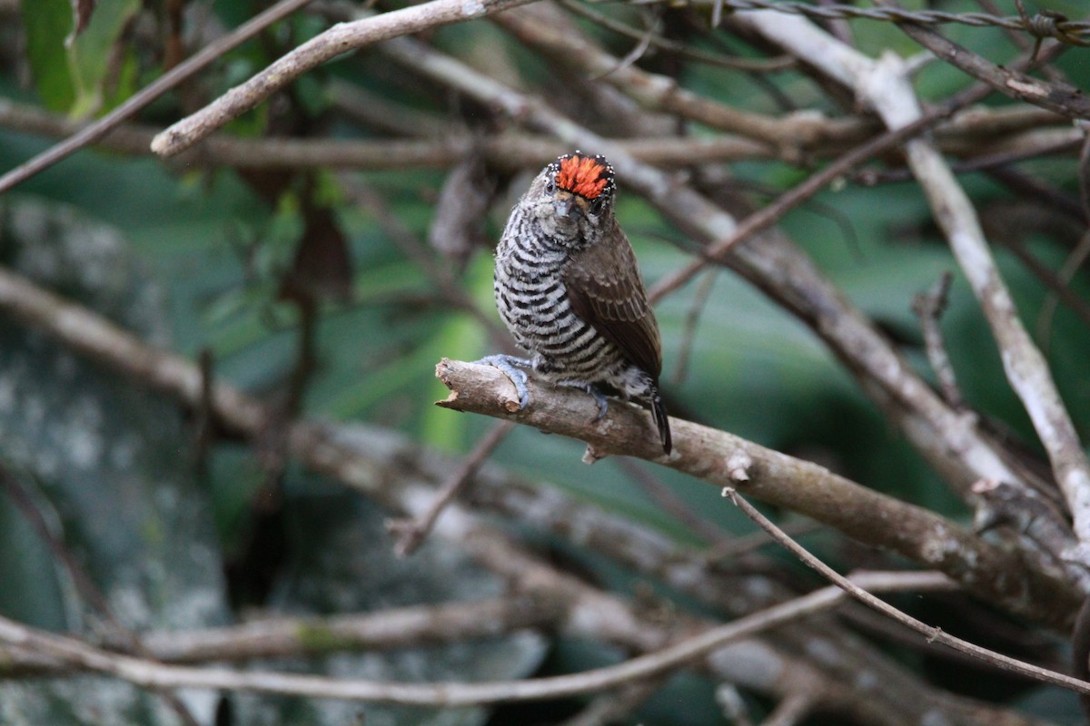 Carpinterito Variable - ML644969893