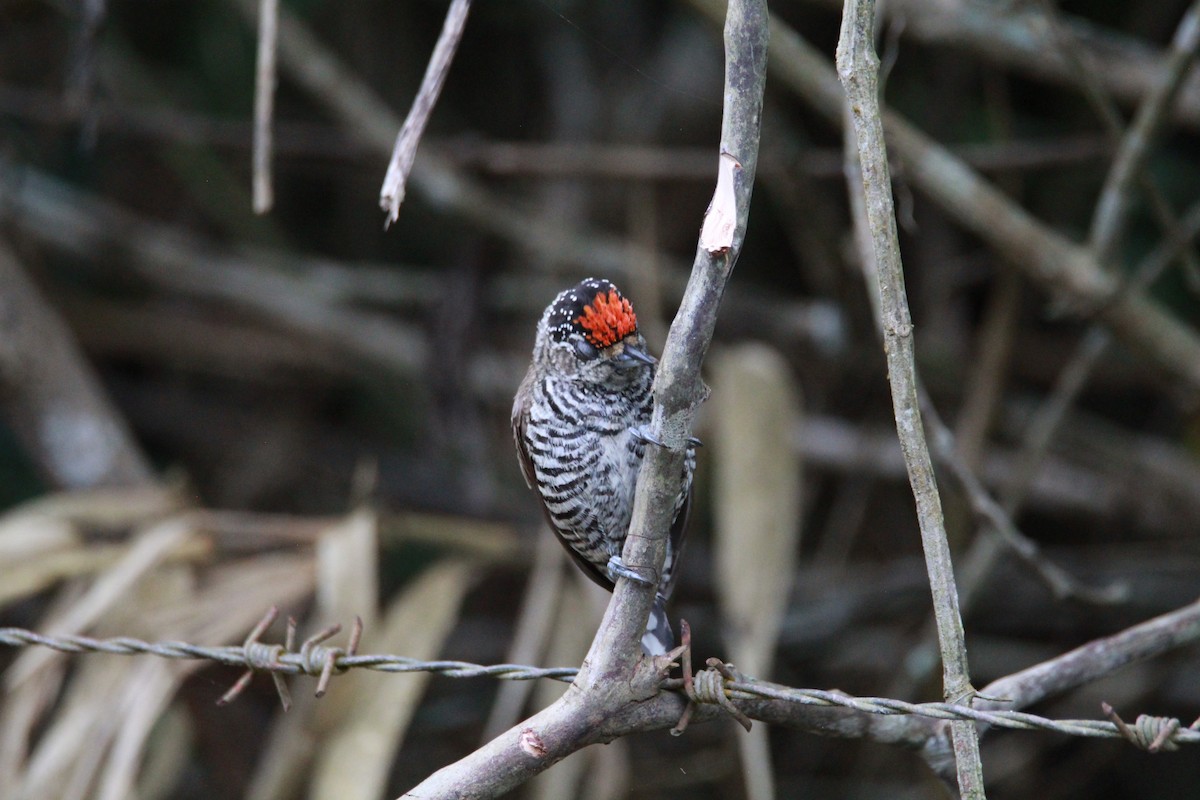 Carpinterito Variable - ML644969894