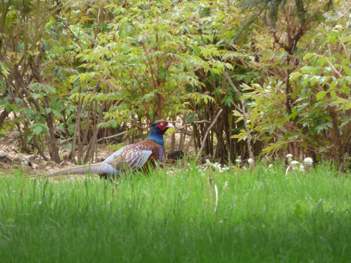 Ring-necked Pheasant - ML64496991