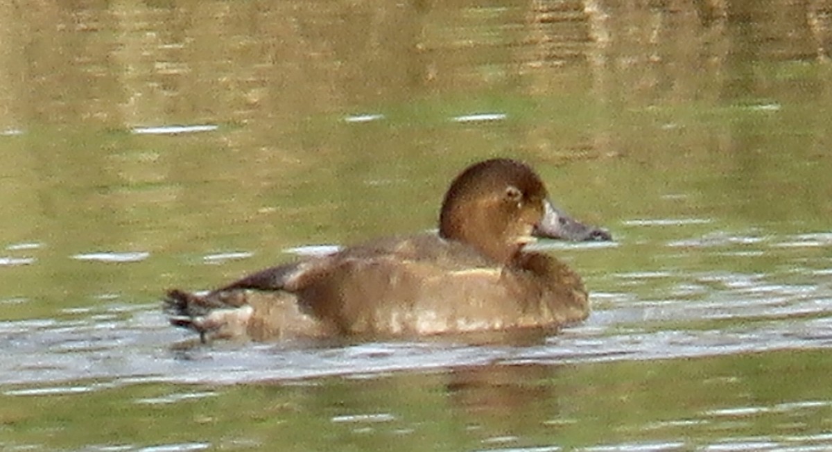 Redhead - ML644969934