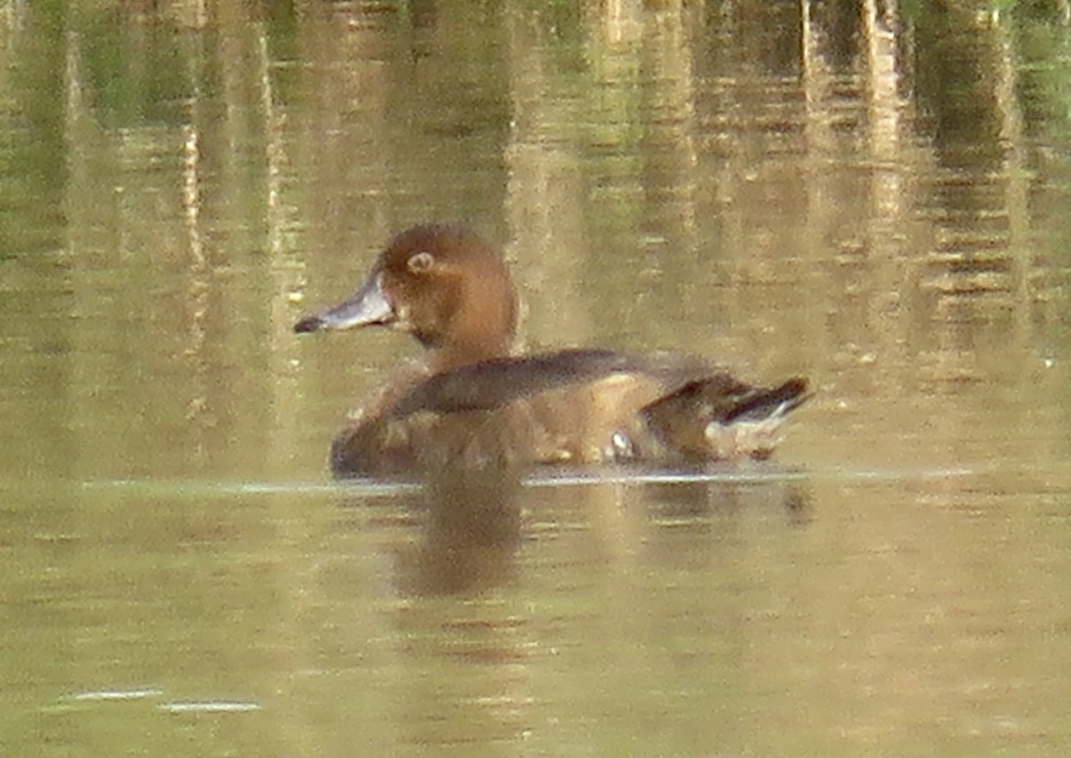 Redhead - ML644969937