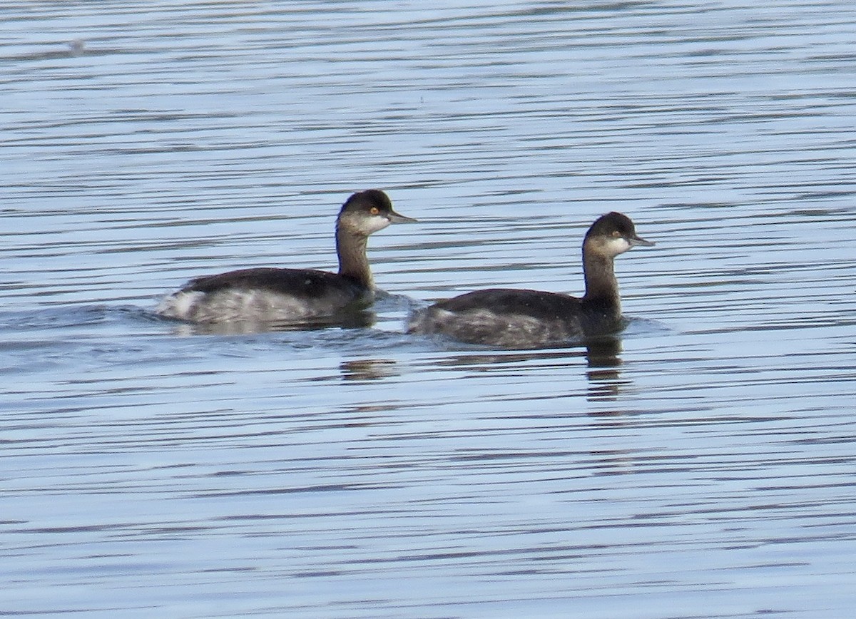 Eared Grebe - ML644969959