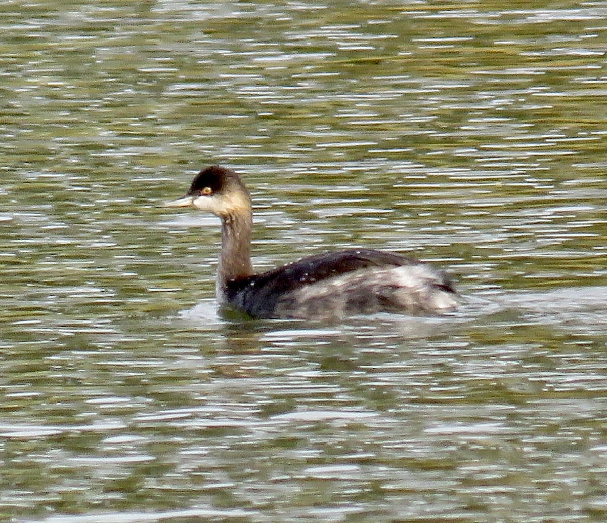 Eared Grebe - ML644969961