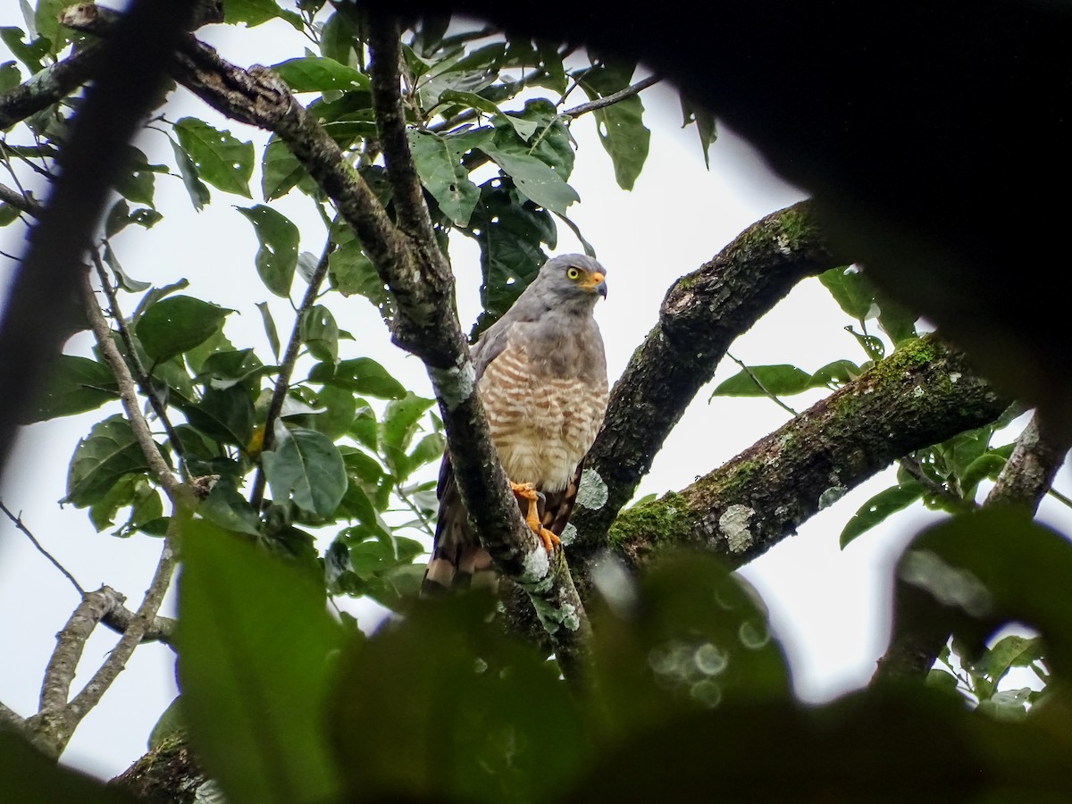 káně krahujová - ML644969964