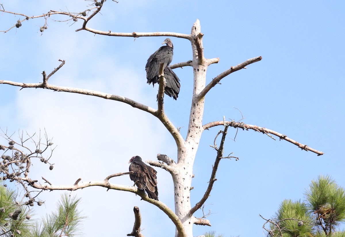 Black Vulture - ML644969989