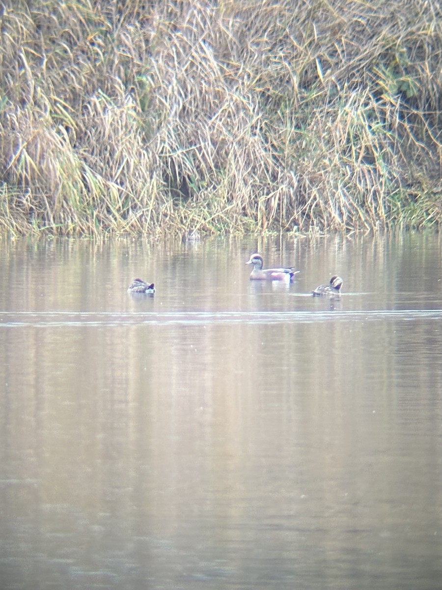 Ruddy Duck - ML644969992