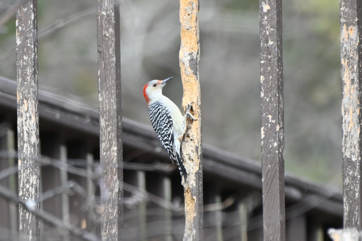 Red-bellied Woodpecker - ML644970024