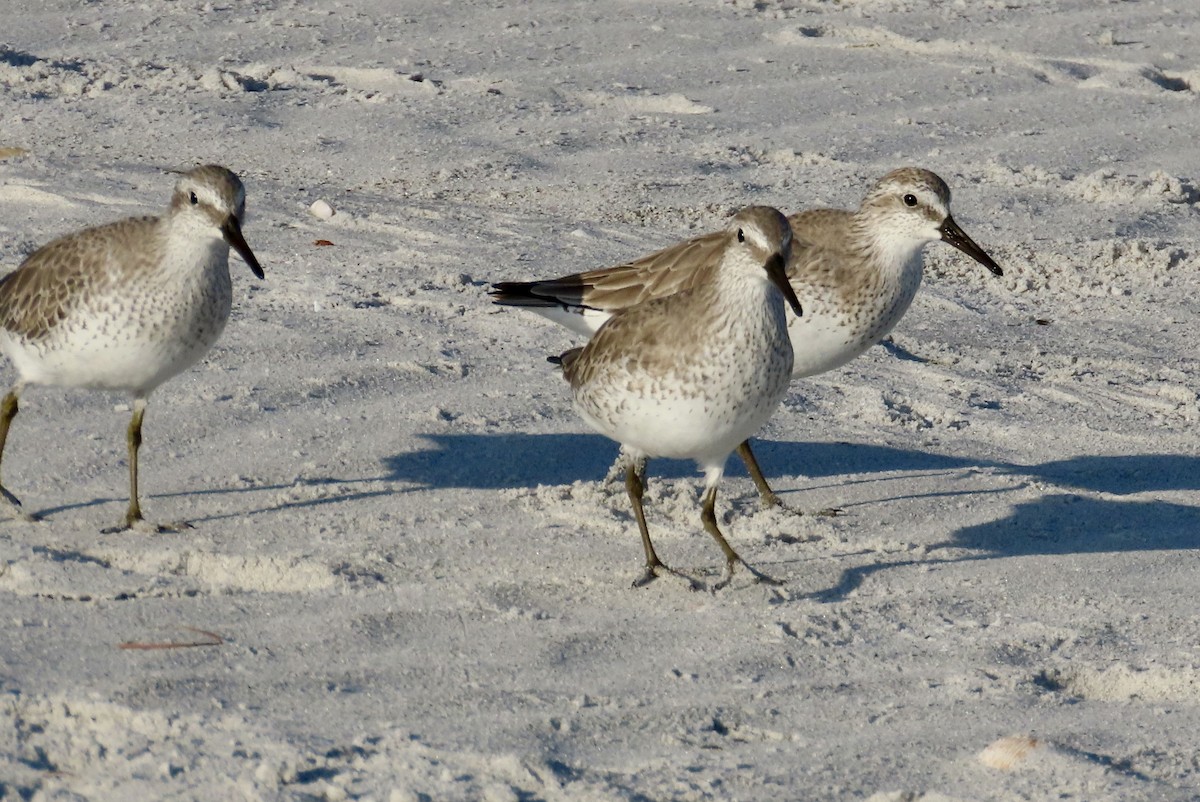 jespák rezavý - ML644970025