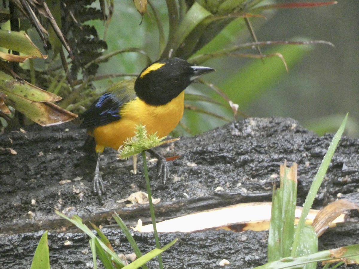 クロアゴヤマフウキンチョウ - ML644970048