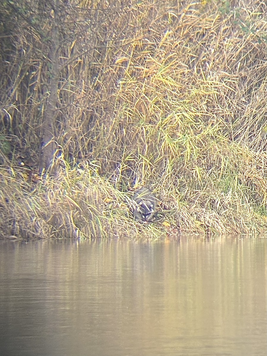 Vancouver Island Raccoon - ML644970050