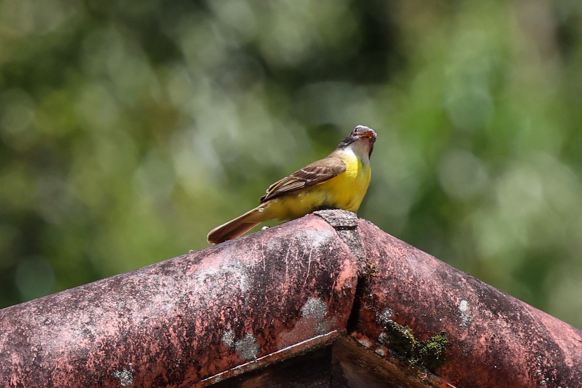 Tyran sociable (groupe similis) - ML644970073