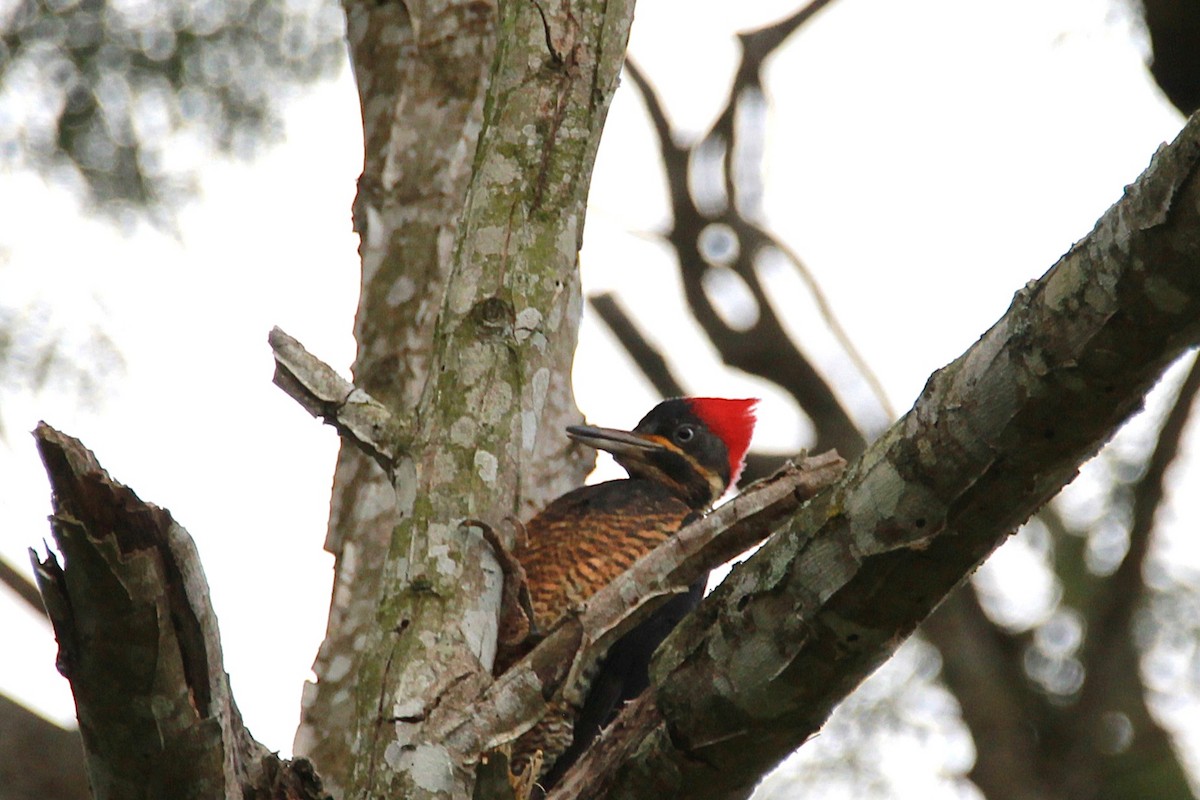 Lineated Woodpecker - ML644970083