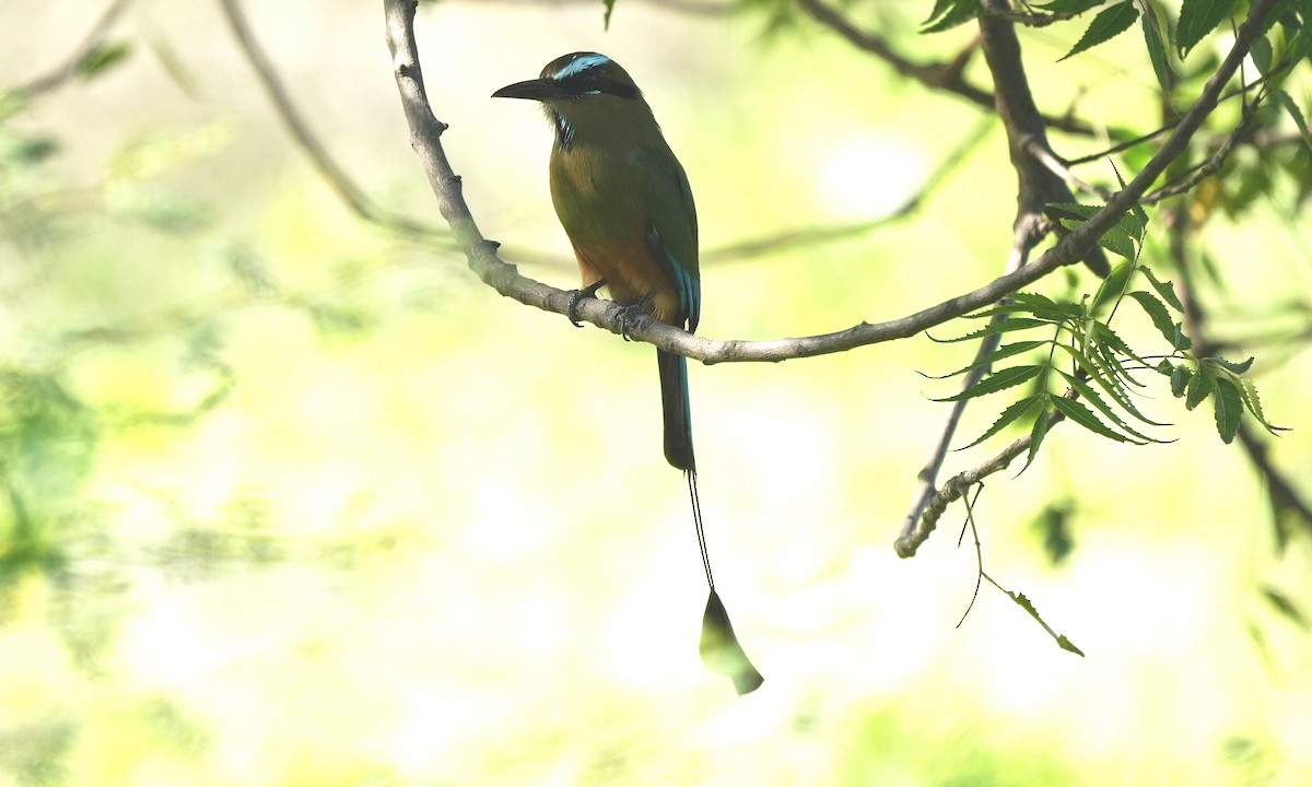 Момот рудочеревий - ML644970091