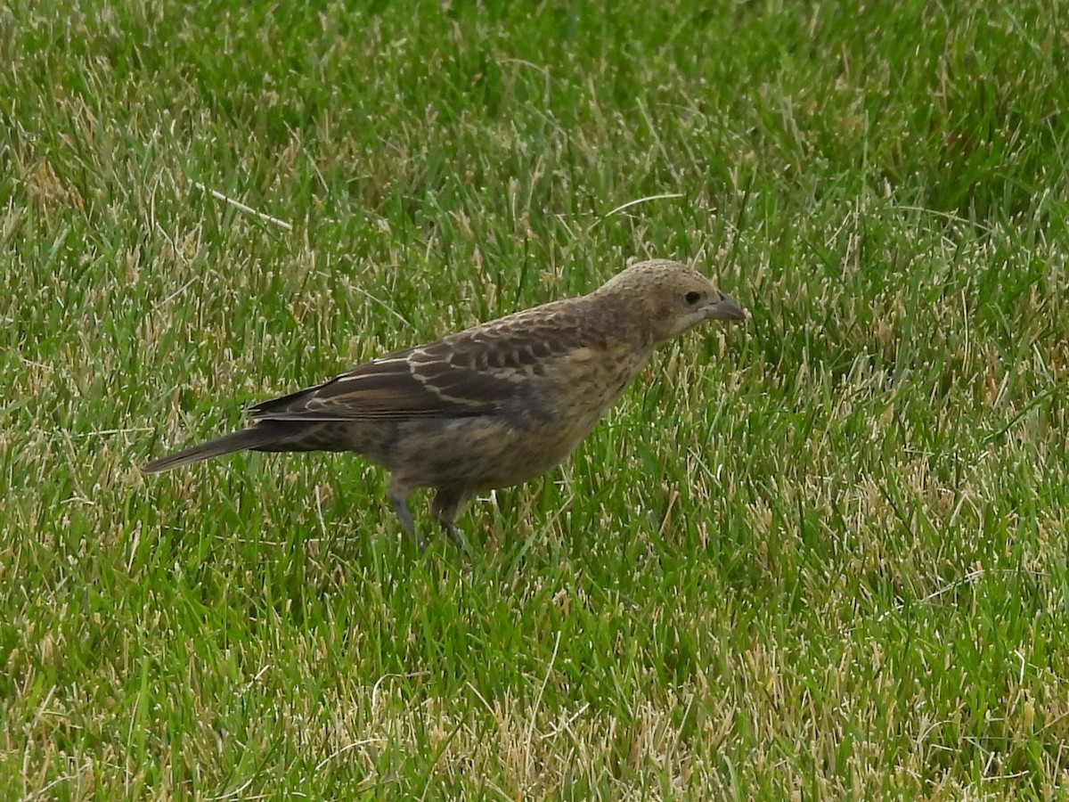 brunhodetrupial - ML644970163