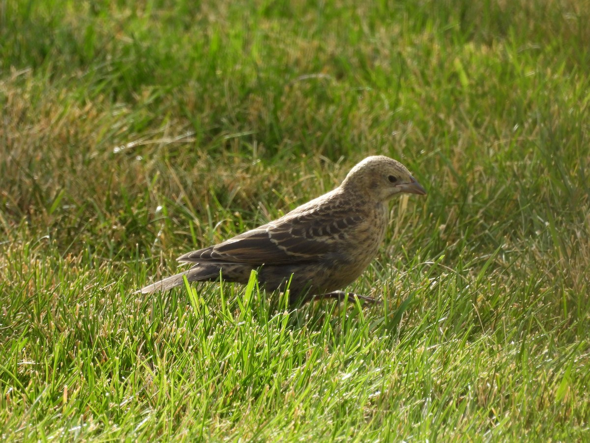 brunhodetrupial - ML644970164