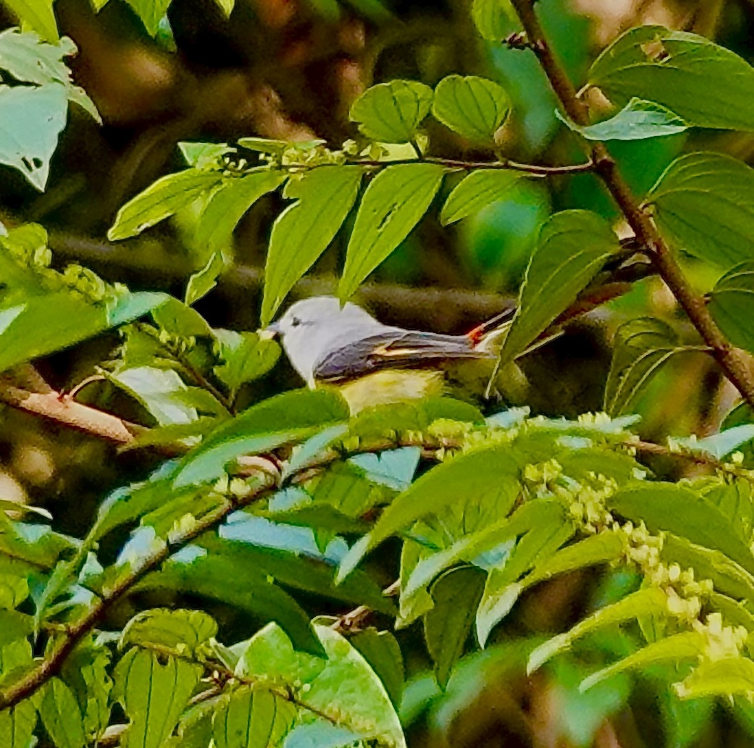 Zwergmennigvogel - ML644970172