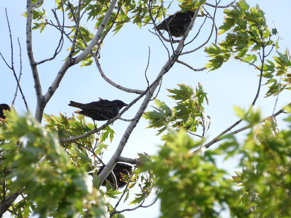 European Starling - ML644970175