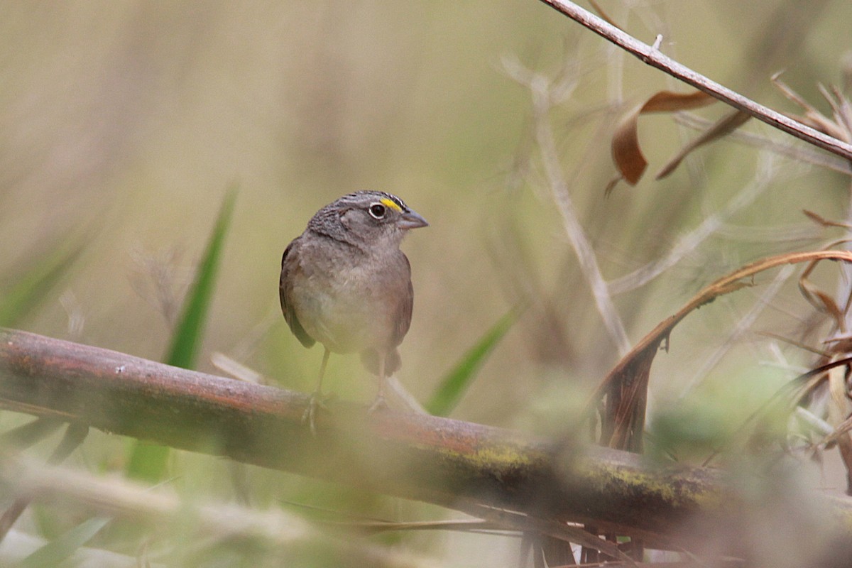 Grassland Sparrow - ML644970177