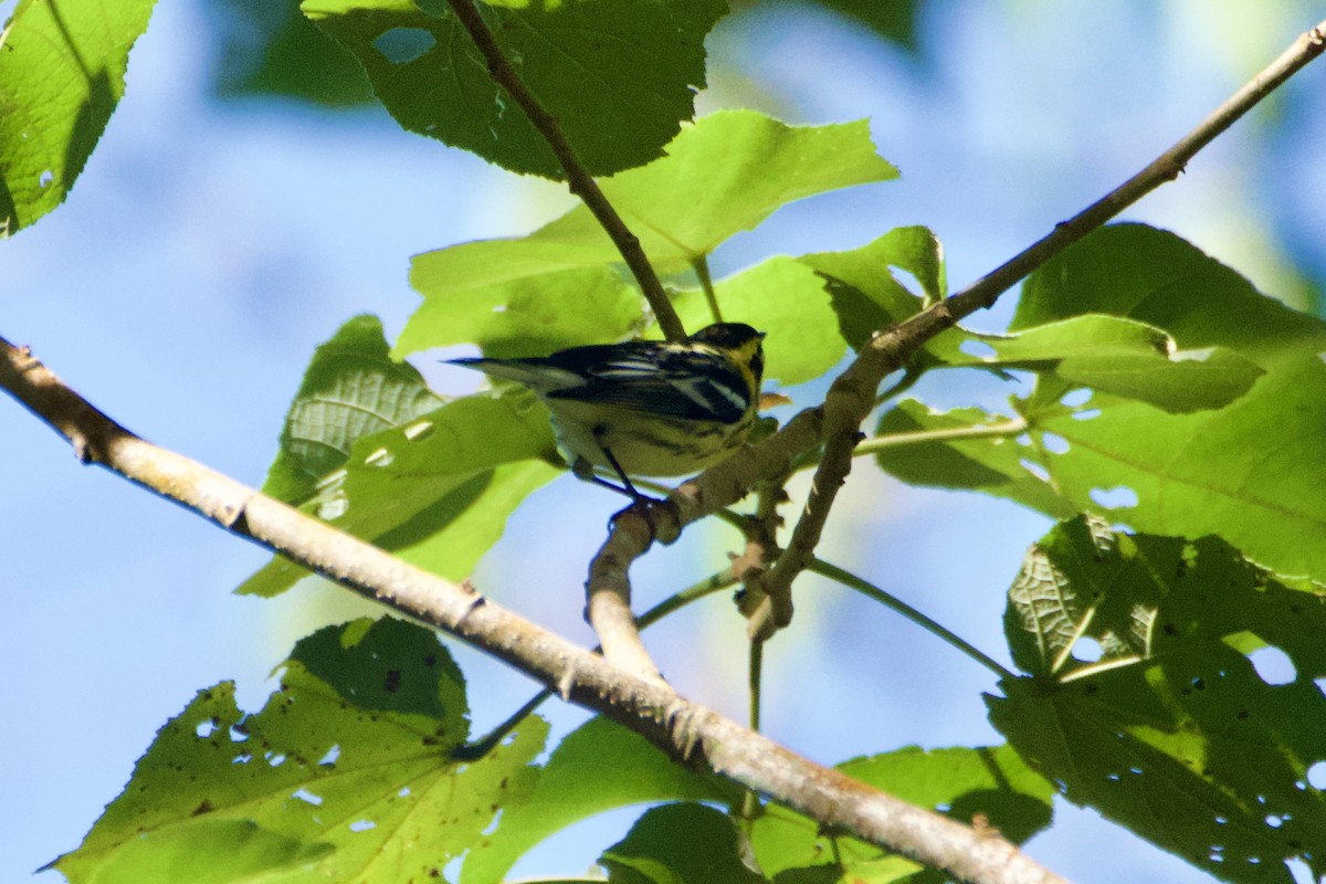 Reinita Gorjinaranja - ML644970195