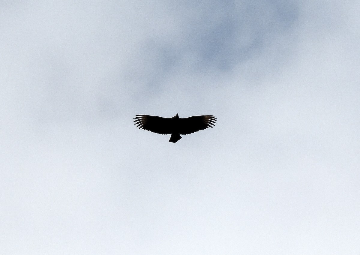 Black Vulture - ML644970201